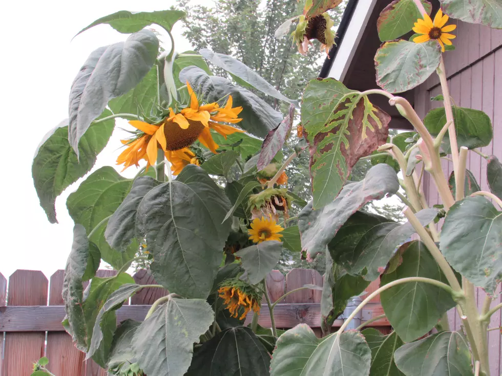 When Your Sunflowers Are Spent, Try This!