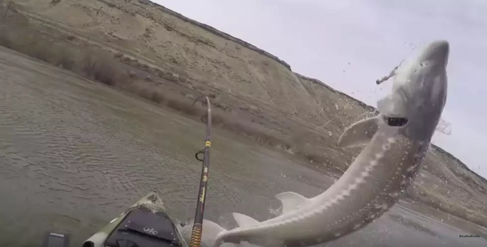 Monster Snake River Sturgeon Almost Sinks Kayak!