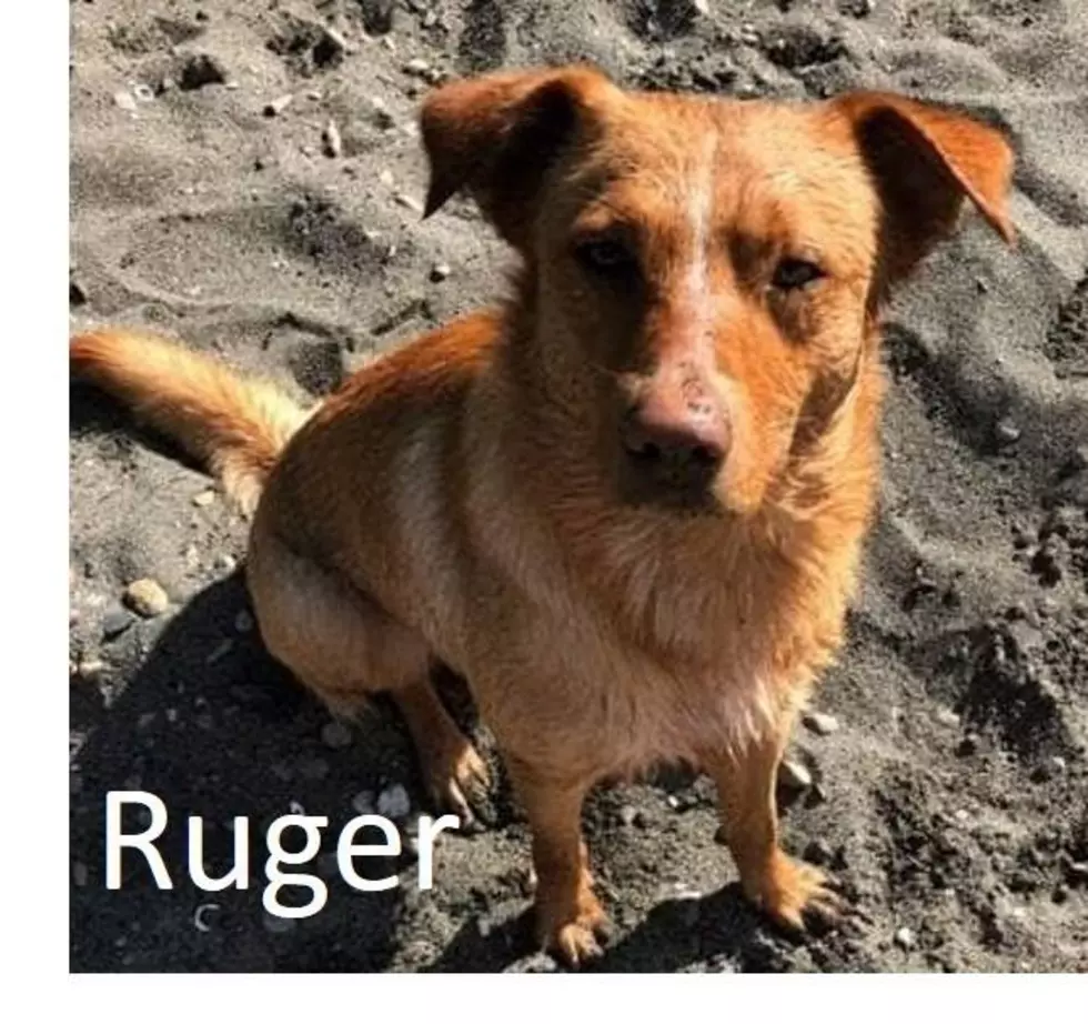 Help Ruger Find a Forever Home
