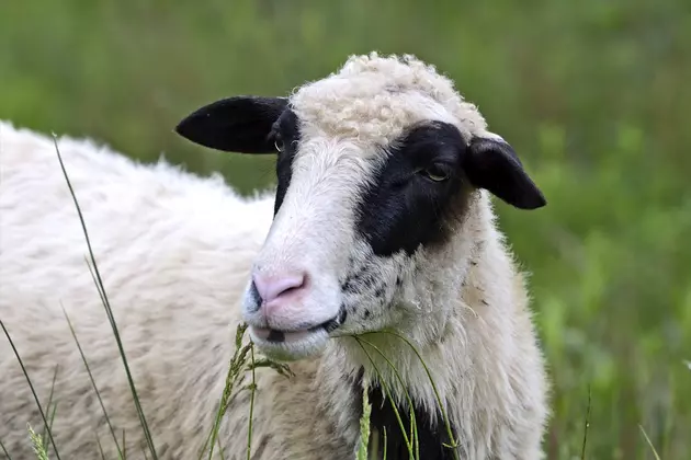 $1000 Reward for Owners of Murderous Dogs Killing Sheep