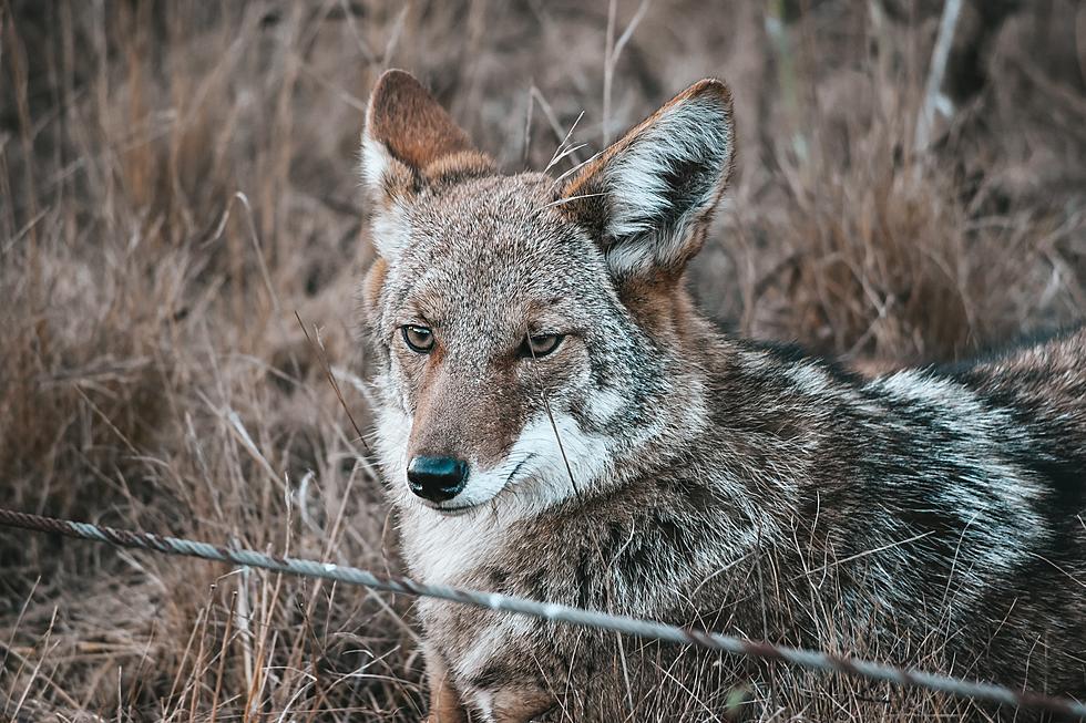 Here’s Why Coyote Mating Season Could Kill Your Pet in Tri-Cities