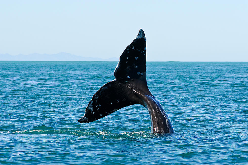 Whale Watching Week Starts this Weekend On the Oregon Coast!