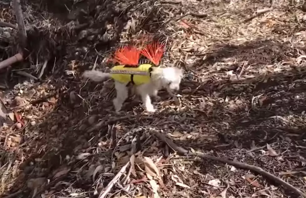 Spiky Coyote Vest Protects Small Dogs