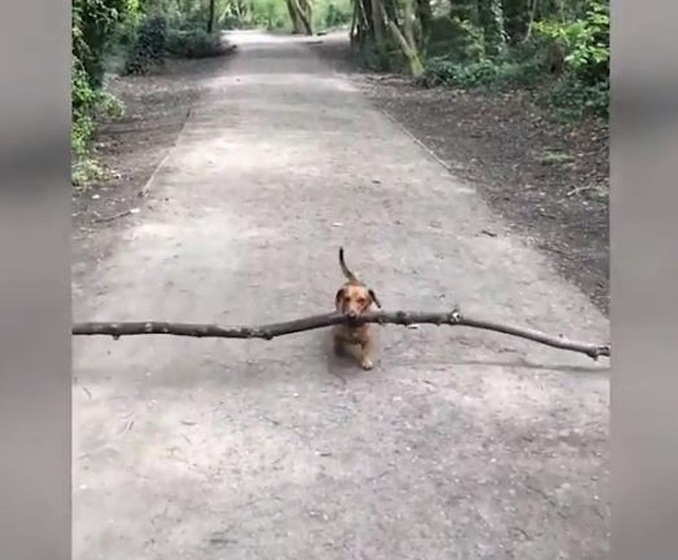 Dachshund Delivers Social Distancing Sticks [VIDEO]