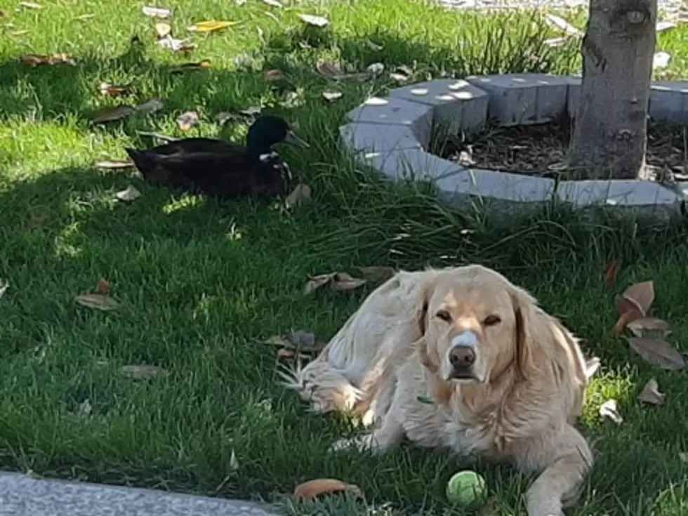 Can Dogs and Ducks be Pals?