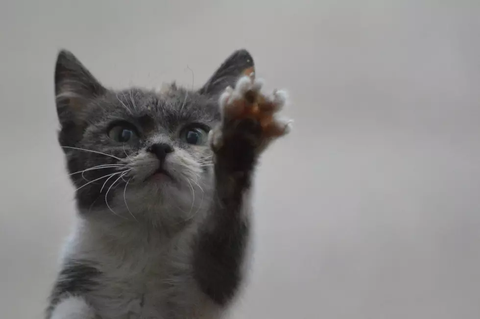 Smart Kitten Seeks Washington State Patrol for Help