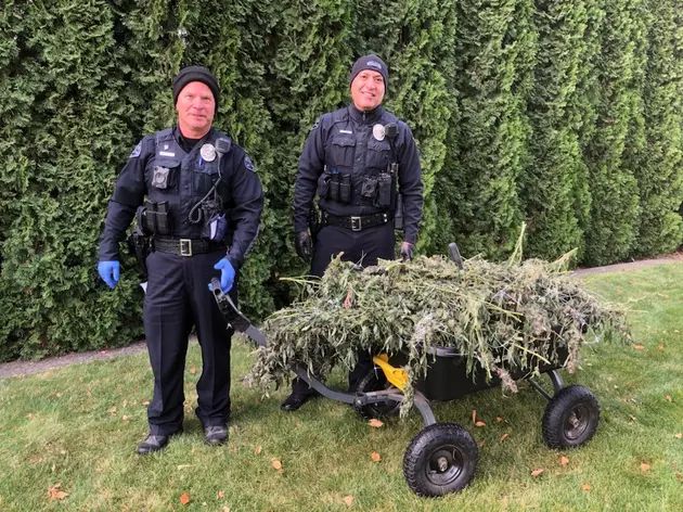 Benton City Man Busted Stealing a Whole Wagon of Weed