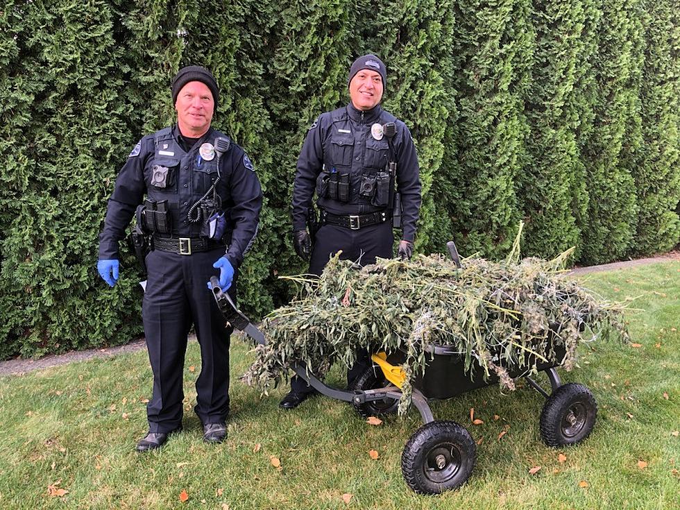 Benton City Man Busted Stealing a Whole Wagon of Weed