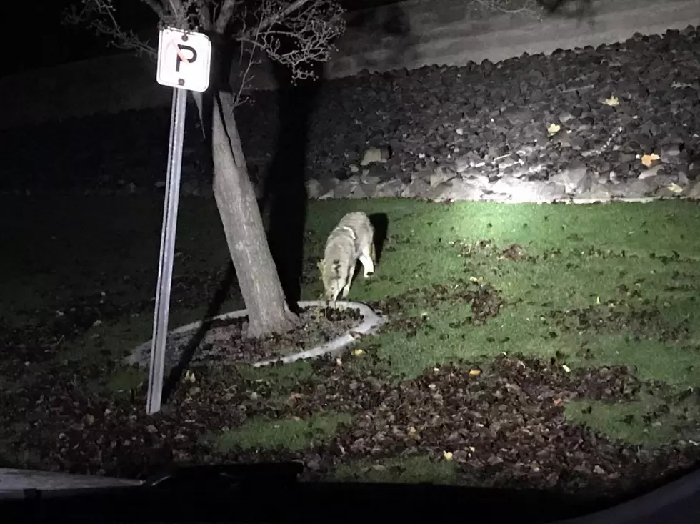 Watch Your Pets! Kennewick Coyote ALERT