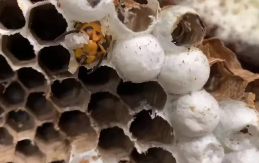 Like Movie Alien Pods, Murder Hornets are Extracted [VIDEO]
