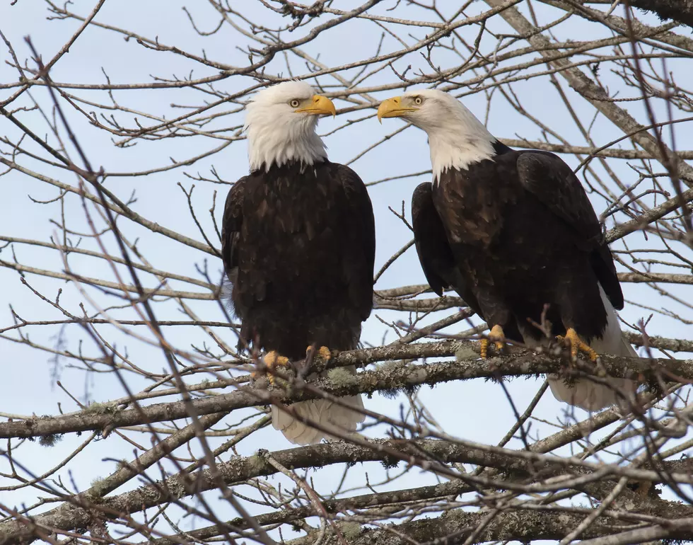 Who is Shooting Eagles in Southeast Washington?