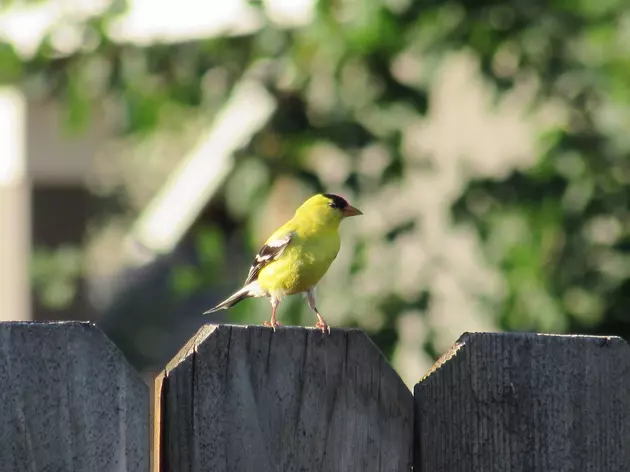 If You Live In the PNW, Please Take Down Your Bird Feeders