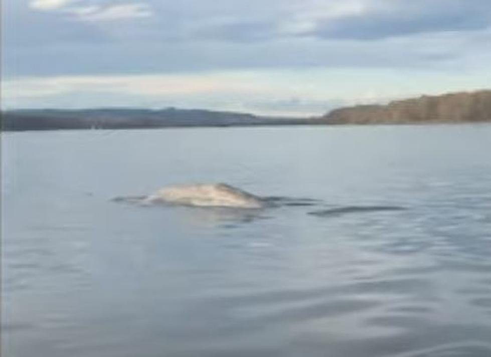 Fishermen Catch Whale on Video in Columbia River
