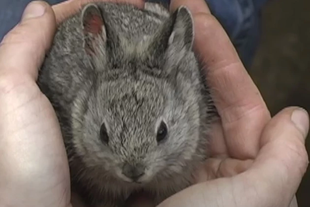 Have You Ever Seen a Columbia Basin Pygmy Rabbit?