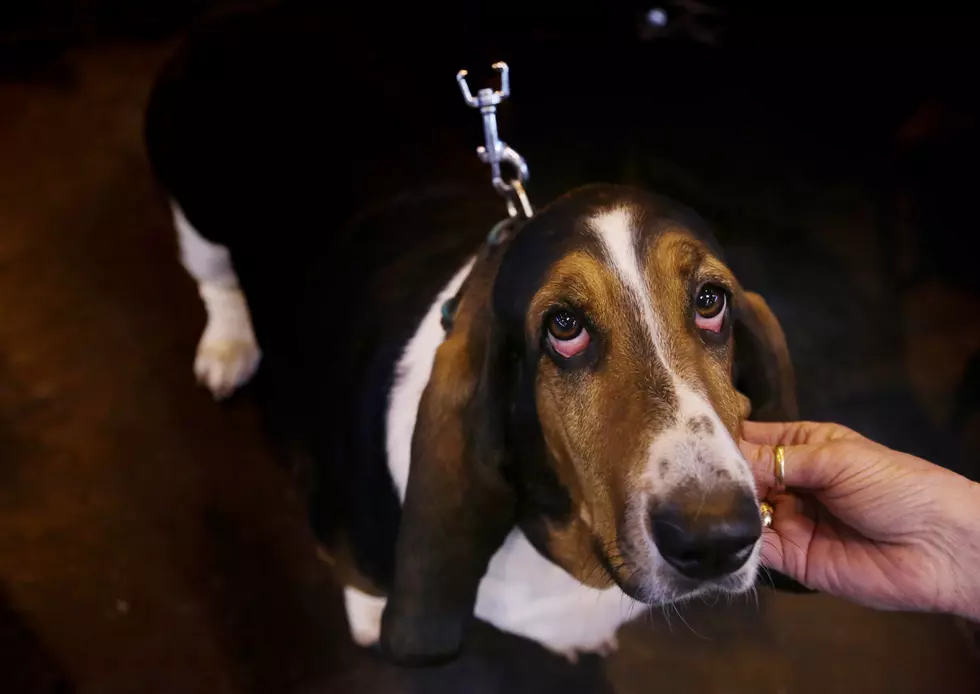Never Feed a Basset Hound Eggs and Other Random Advice!