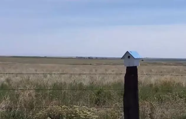 Bluebird Watching in Bickleton, WA