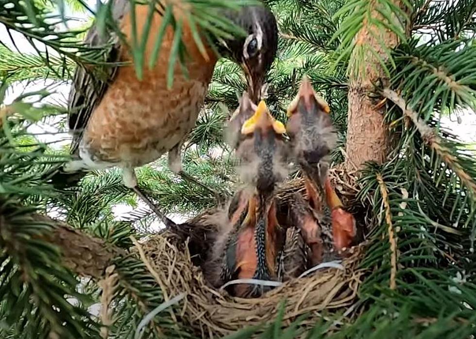 Watch: Backyard Robin in Pasco Feeding Her Young [:29 Sec]