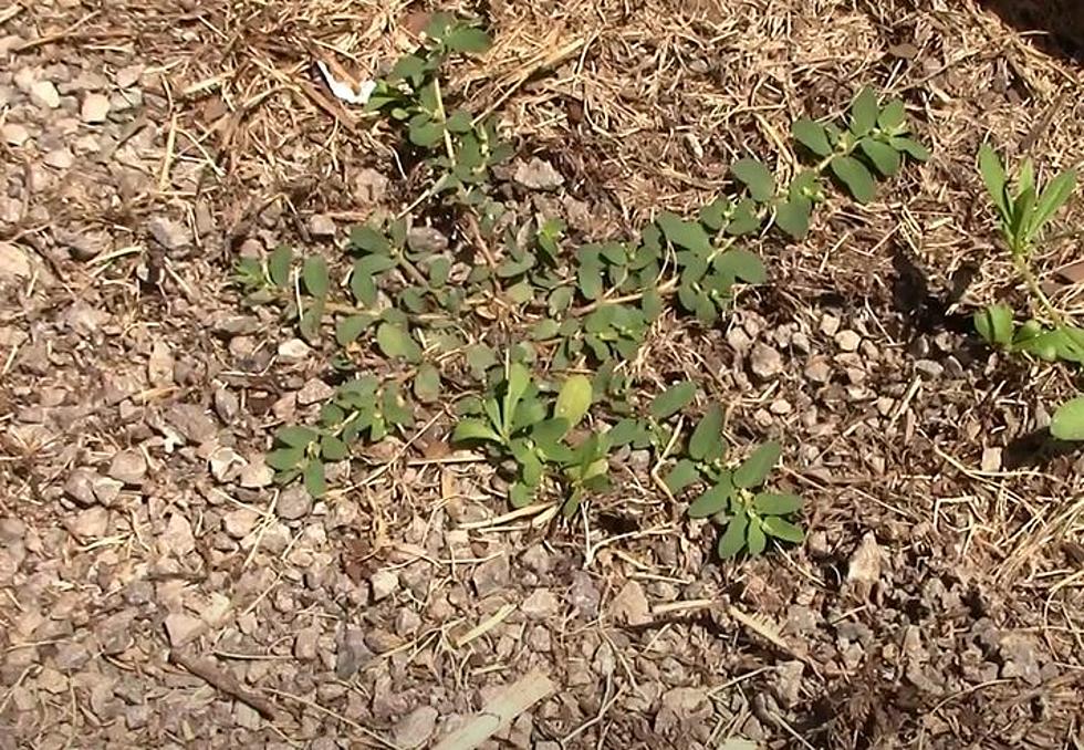 Here’s How to Get Rid of This Nasty Spurge Weed
