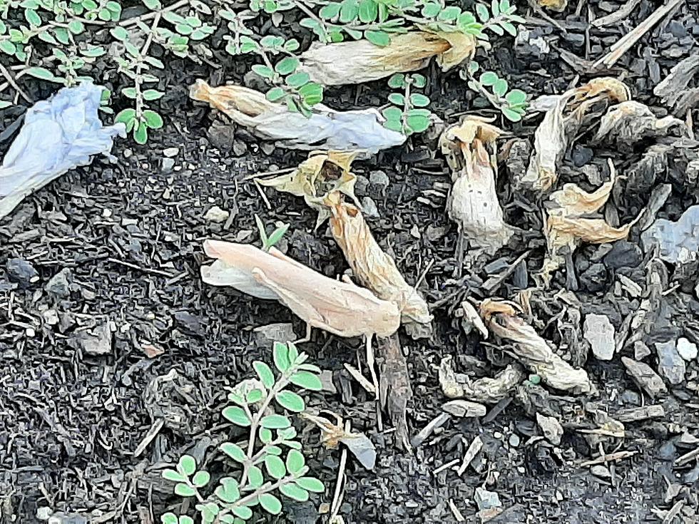 Here’s Why Grasshoppers Are so Bad In the PNW This Year