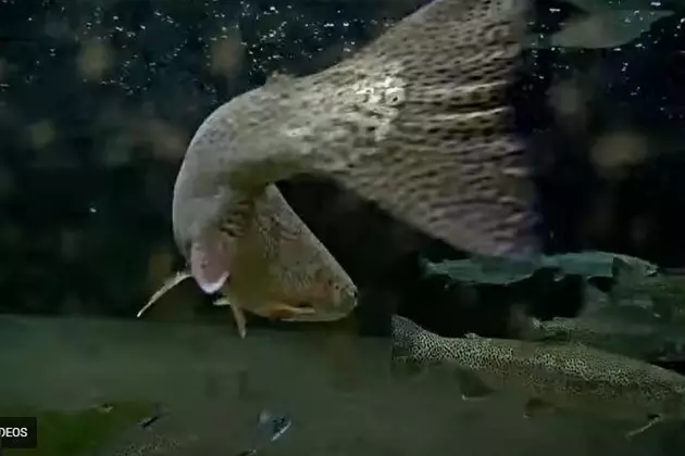 Live Fish Cam Lets You Watch Washington Steelhead