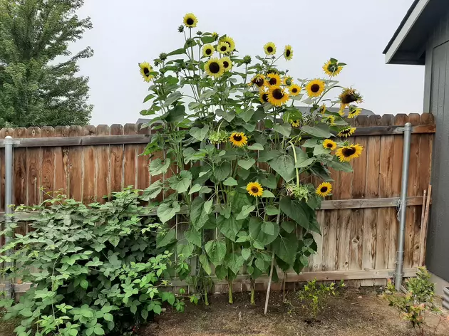 Fall is Coming, but Don&#8217;t Throw Those Dead Sunflowers Away!