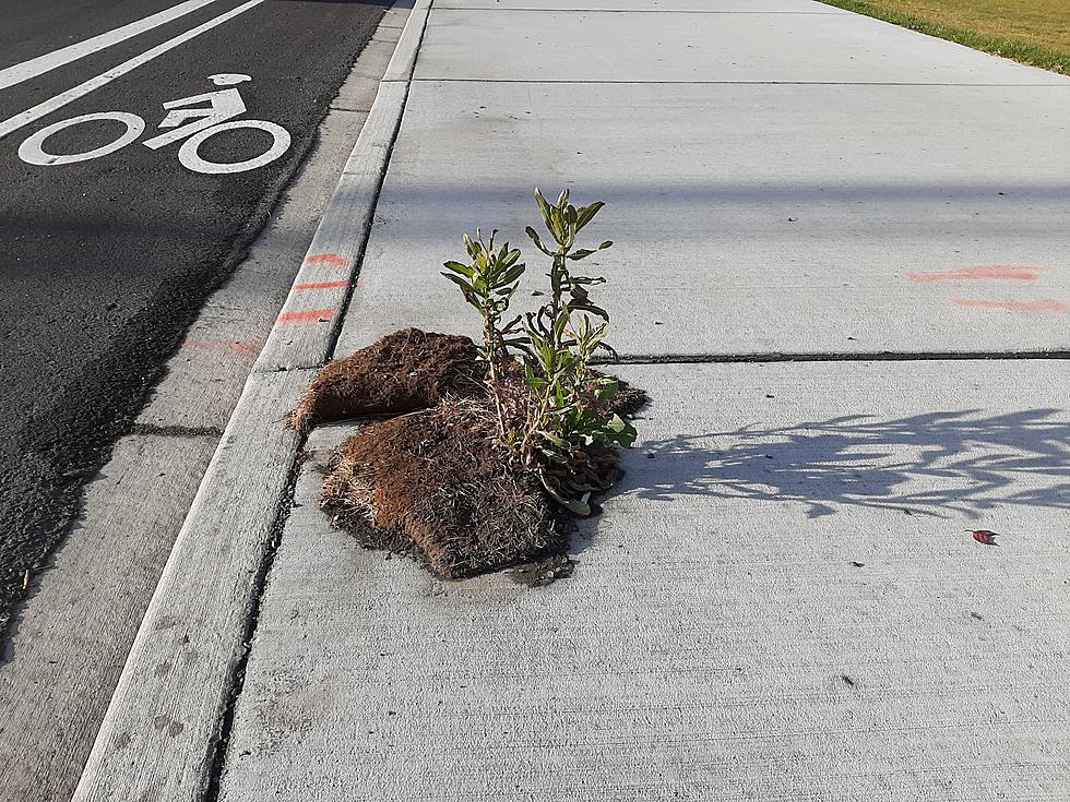 A Christmas Miracle: Richland&#8217;s Little Tree that Could