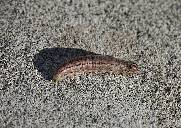 Armyworms Invade Tri-Cities&#8217; Lawns&#8230;Here&#8217;s What to Do
