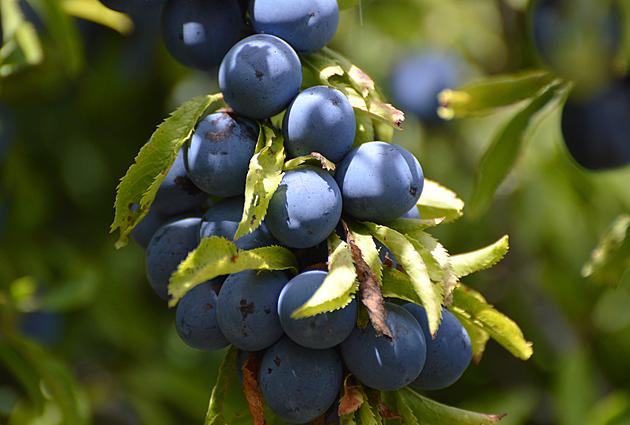 Prune Your Fruit Trees Now or Wait for First Bloom?