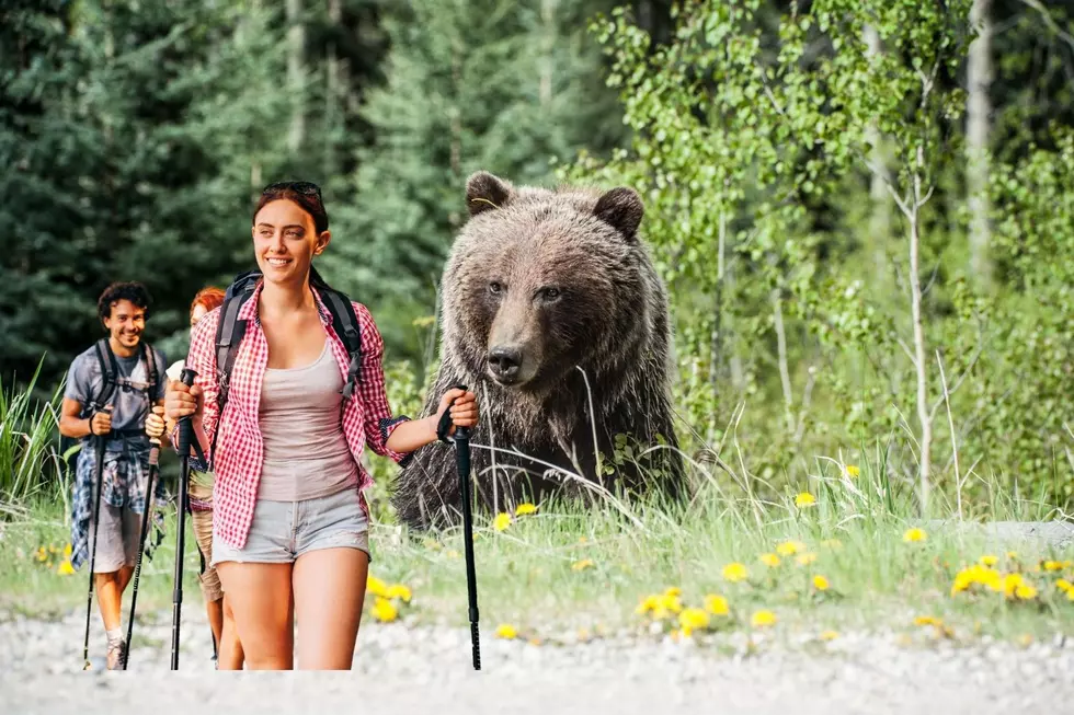 Bear Aware! How To Survive Bear Encounters in Washington