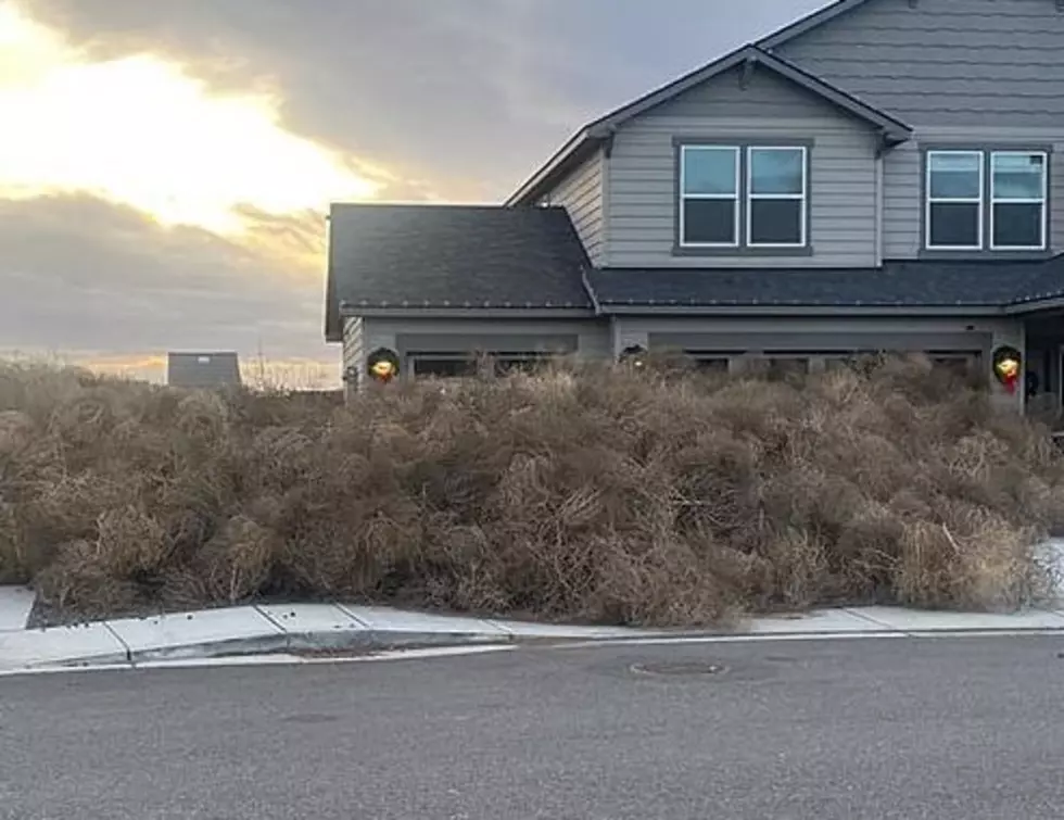 Large tumbleweeds sweep through neighborhood, cover houses