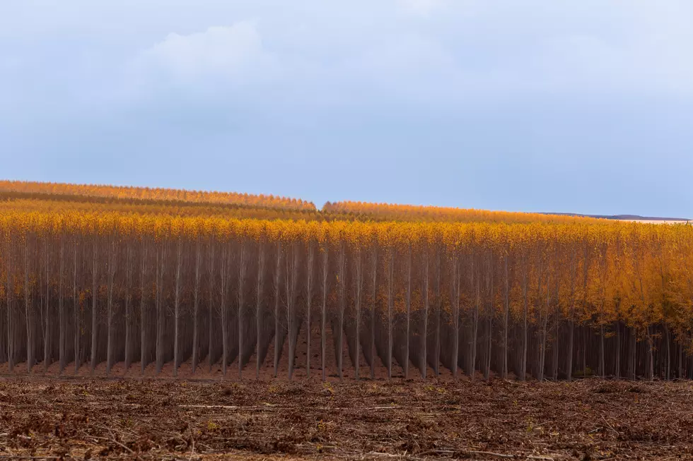 What Happened to This Amazing Tree Farm in Boardman?