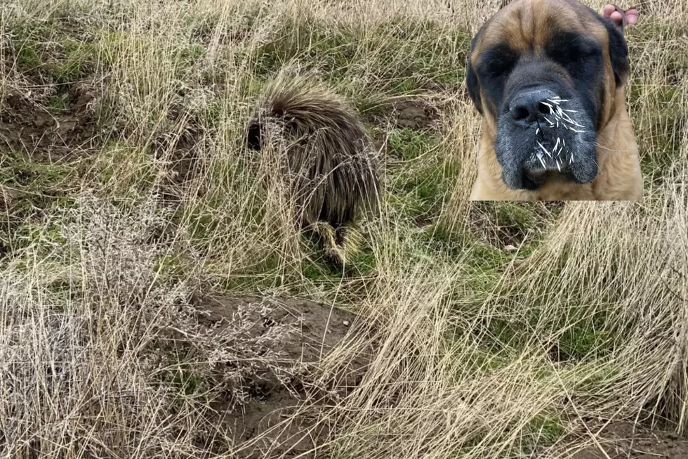 Tri-City Dog Owners Beware: Porcupines Are Everywhere