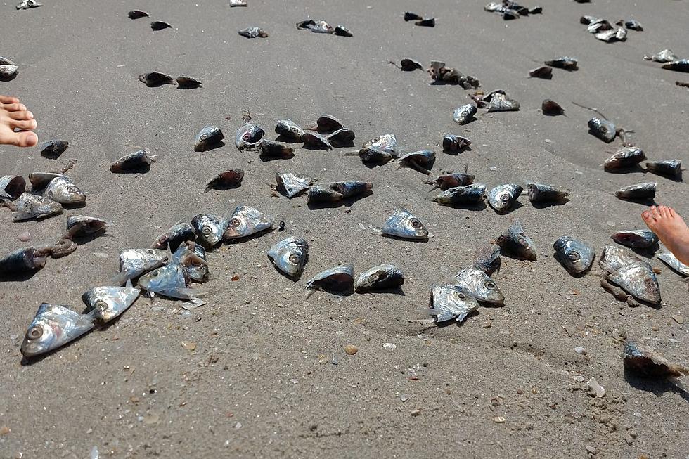 Severed Human Feet Keep Washing Up on Washington State Beaches