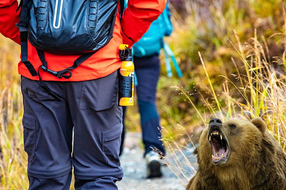 WA Hikers Here's How to Stop a Charging Bear