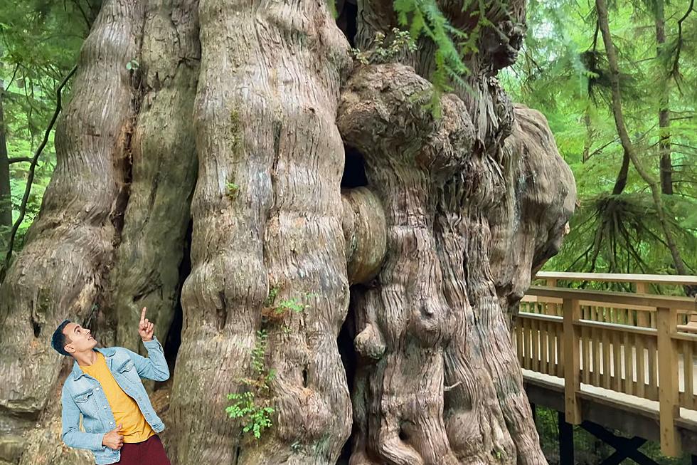 Discover Oregon’s Oldest Giant: The Big Cedar Tree In Rockaway Beach