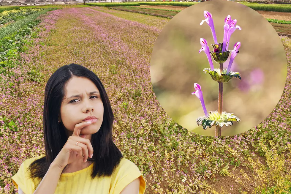 What Are The Purple Flowers Covering Washington Fields?