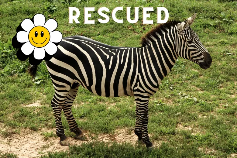 Shug the Zebra Safely Rescued After Escaping Owner in Washington State