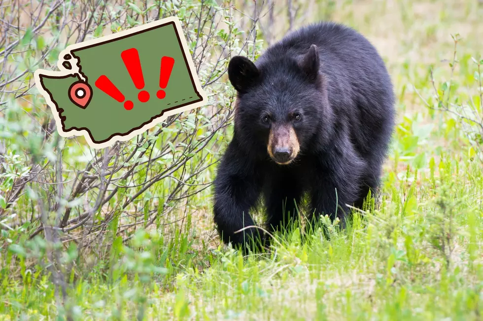 Black Bear Killed After Swiping at Washington Teen