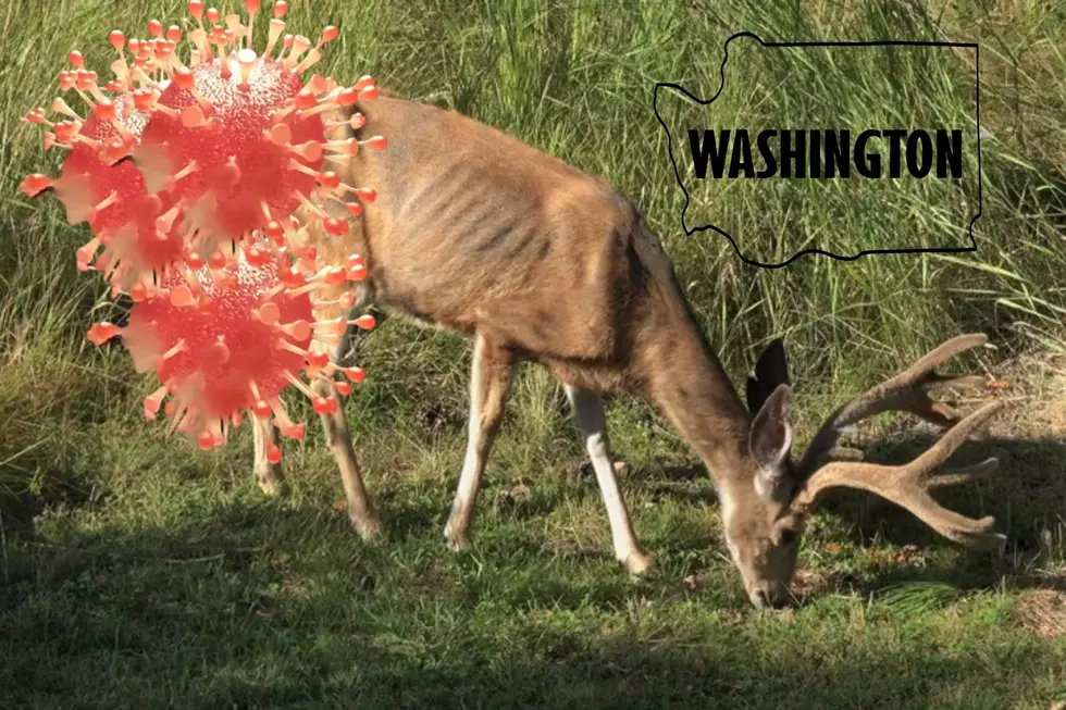 Zombie Deer Disease Found in Washington, What You Need to Know