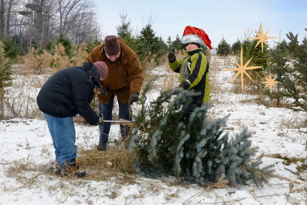 Christmas Tree Permits Now Available in Washington State