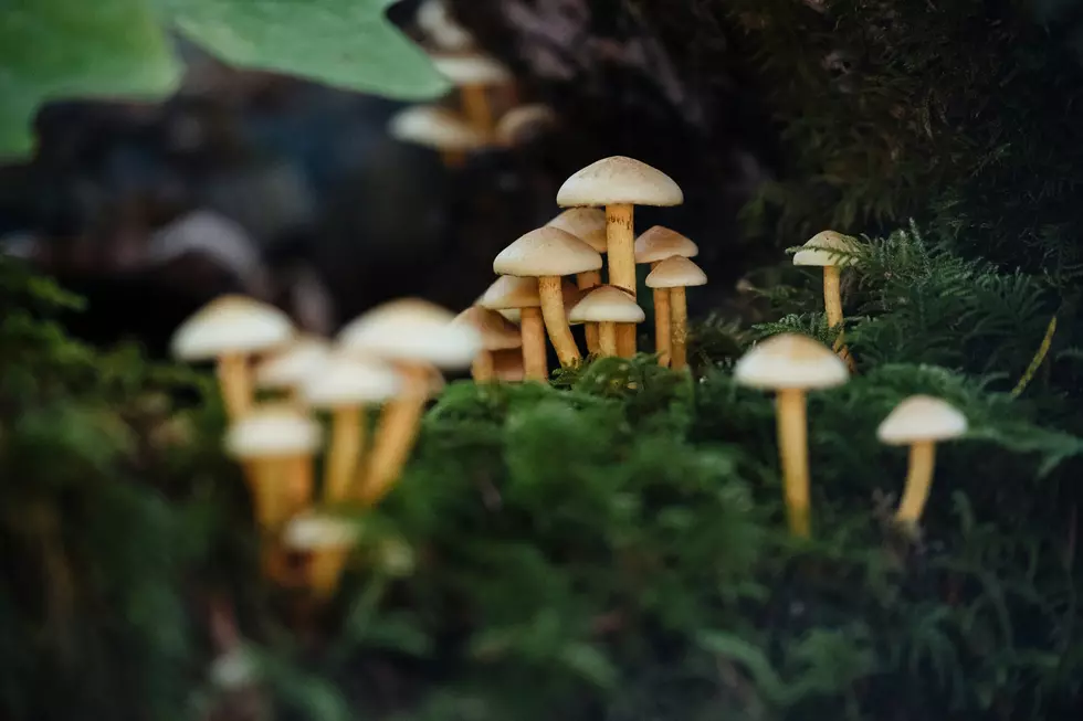 Sprout Some Fun! Mushroom Fest Returns to Adventures Underground in Richland, WA