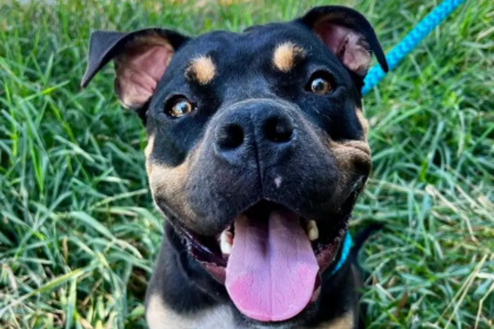 24petconnect.com
