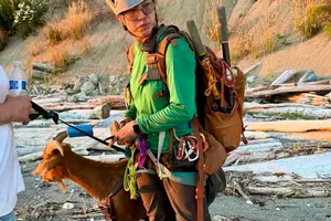 Beau the Goat Was Stranded on a Cliff Ledge Until Two Rescuers Won Him Over