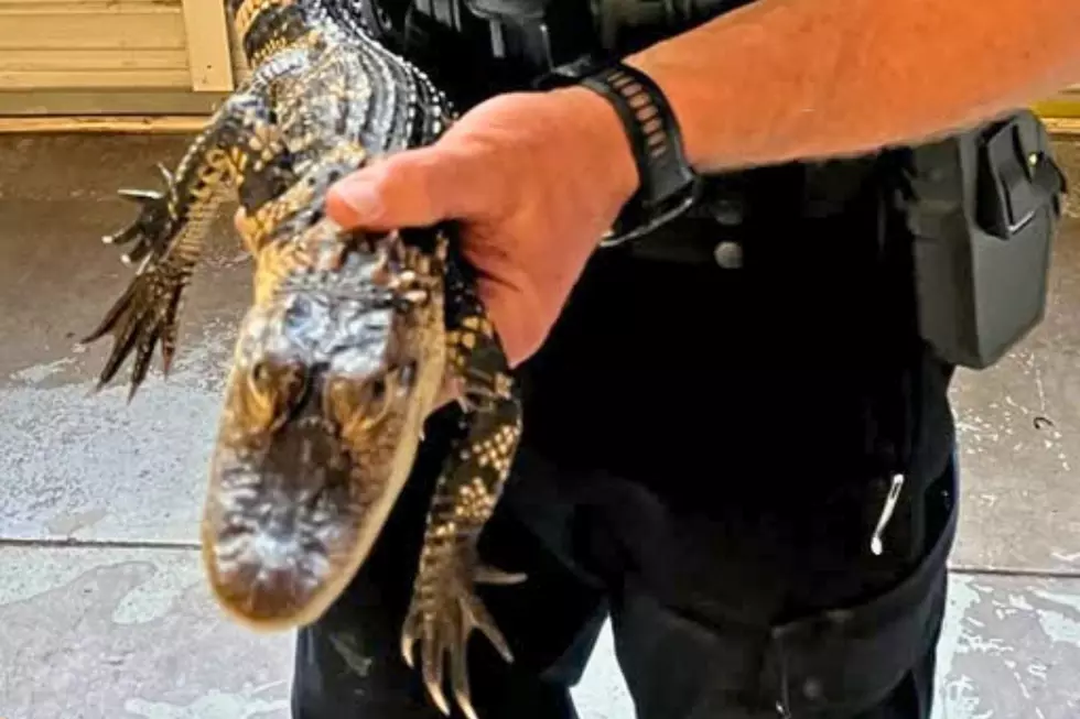 Oregon Troopers Remove Illegal Pet Alligator From Apartment