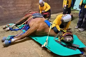 Amazing: 22-year-old Horse Ivan Stands Again After WASART Rescue