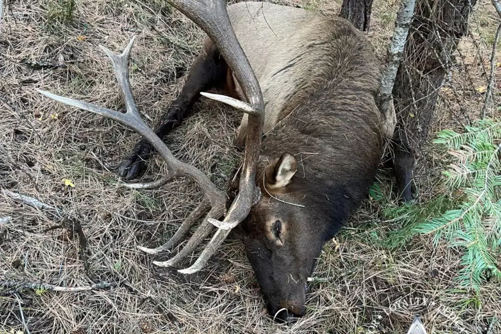 Oregon State Police Seek Help Finding Person Who Killed Trophy Bull Elk Illegally