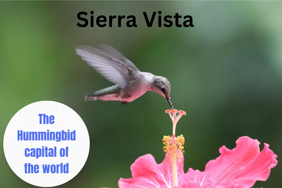 Sierra Vista Hummingbird Capital of the World