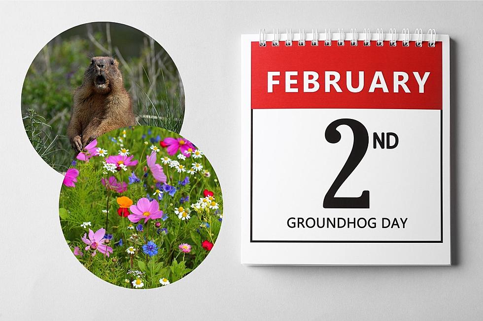 What Does Punxsutawney Phil Have to Say About Cochise County??