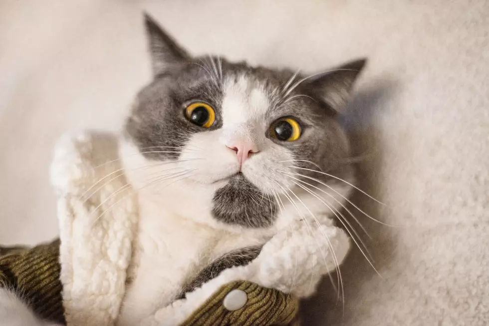 A cat in a sweater