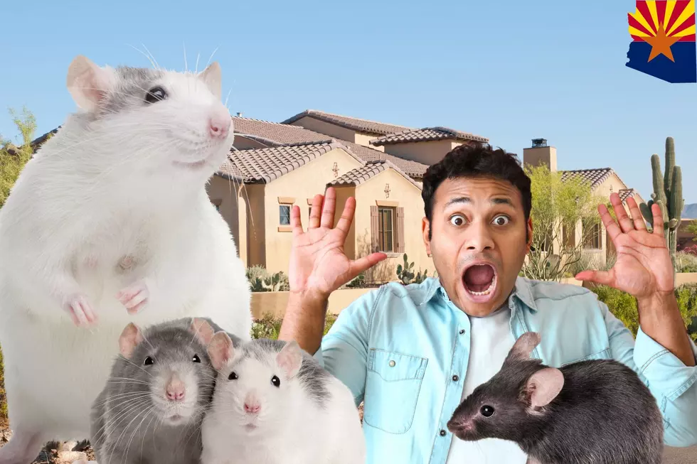 Watch Out For A Rat Infestation In Arizona This Summer!